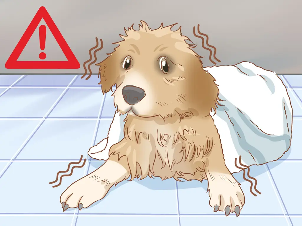 3 способа лечения обморожения у собак