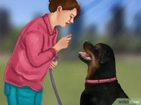 Не позволяйте собаке бросаться на машины и людей Шаг 14