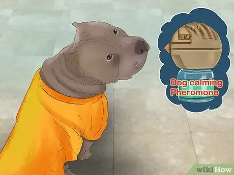 Не позволяйте собаке бросаться на машины и людей Шаг 17