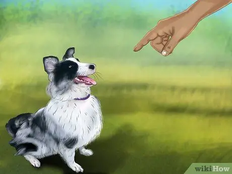 Не позволяйте собаке бросаться на машины и людей Шаг 9