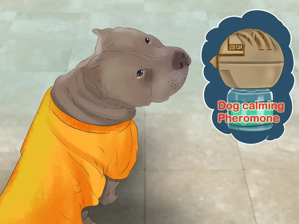 3 способа уберечь собаку от нападений на машины и людей