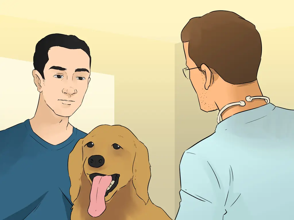 3 способа сделать вашу собаку рутиной