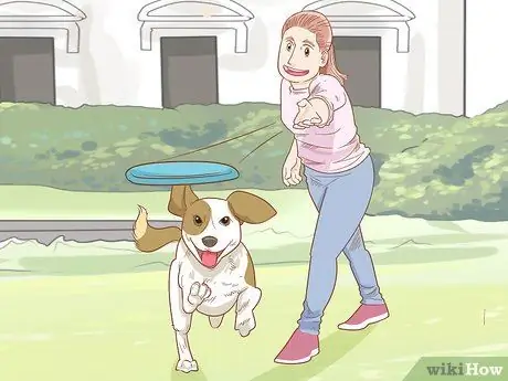 Как остановить собаку, шаг 10