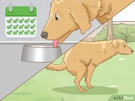 Как остановить собаку, шаг 8