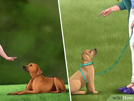 Держите свою собаку под контролем за пределами шага 6