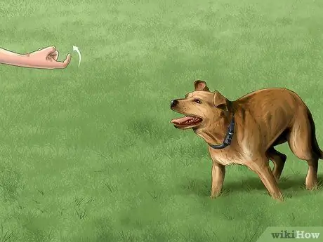 Держите свою собаку под контролем за пределами шага 8