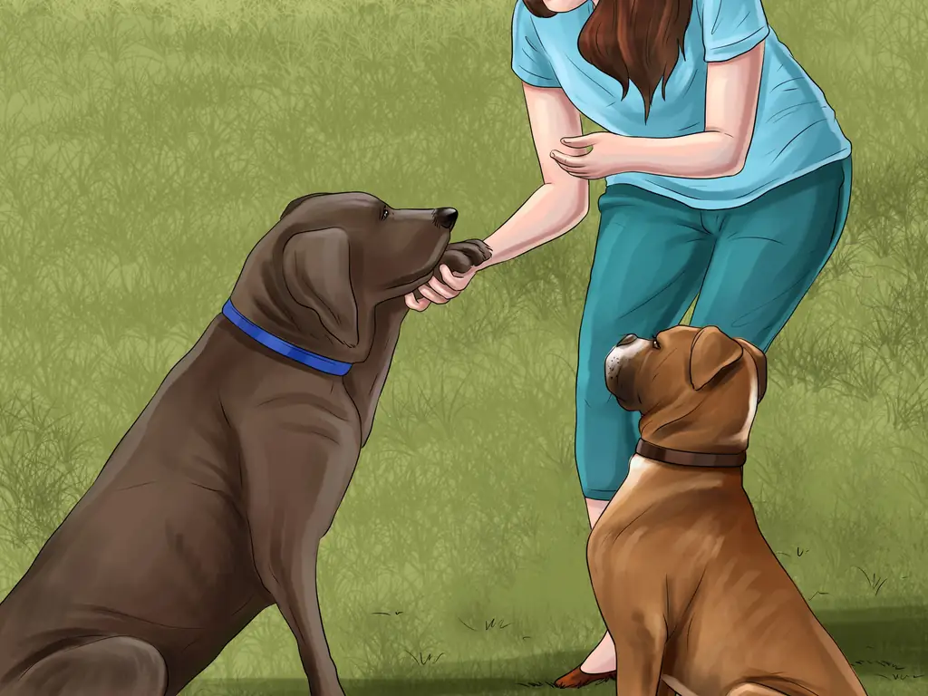 4 способа держать вашу собаку под контролем вне дома