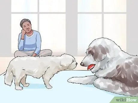 Удачного первого дня с новой собакой Шаг 15