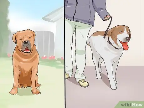 Удачного первого дня с новой собакой Шаг 8