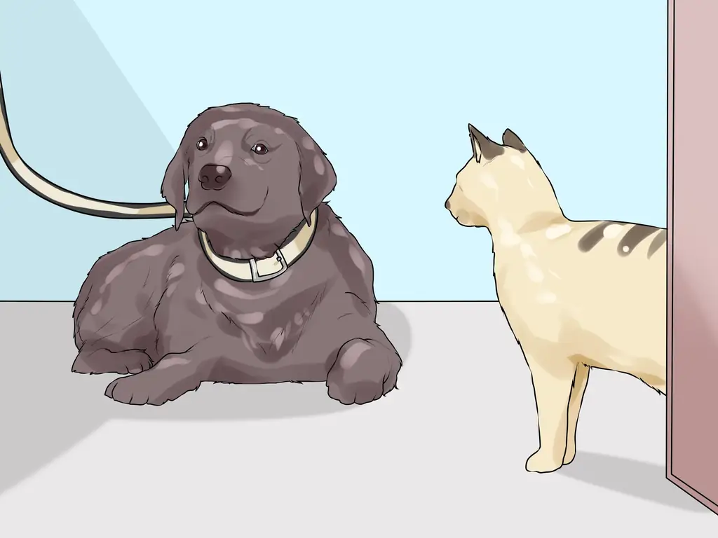 Как провести успешный первый день с новой собакой (с иллюстрациями)