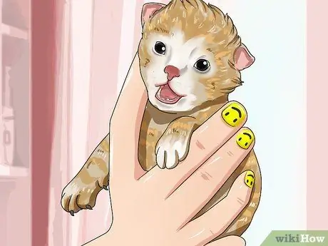 Уход за котятами-сиротами в возрасте до трех недель Шаг 1