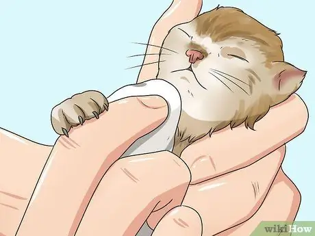 Уход за котятами-сиротами в возрасте до трех недель Шаг 10