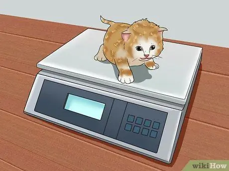 Уход за котятами-сиротами в возрасте до трех недель Шаг 11