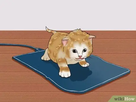 Уход за котятами-сиротами в возрасте до трех недель Шаг 2