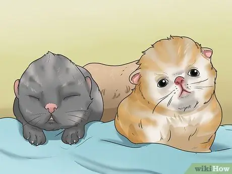 Уход за котятами-сиротами в возрасте до трех недель Шаг 4