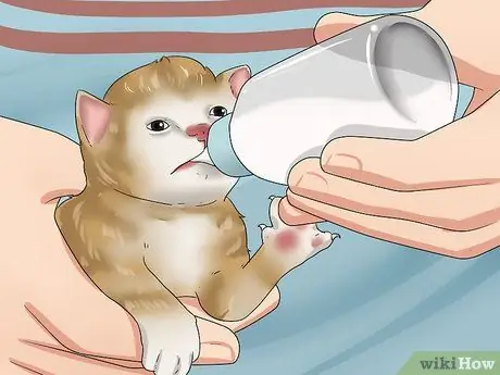 Уход за котятами-сиротами в возрасте до трех недель Шаг 7