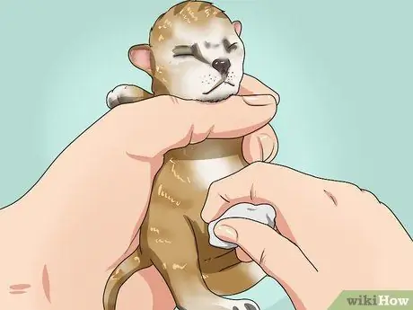 Уход за котятами-сиротами в возрасте до трех недель Шаг 9