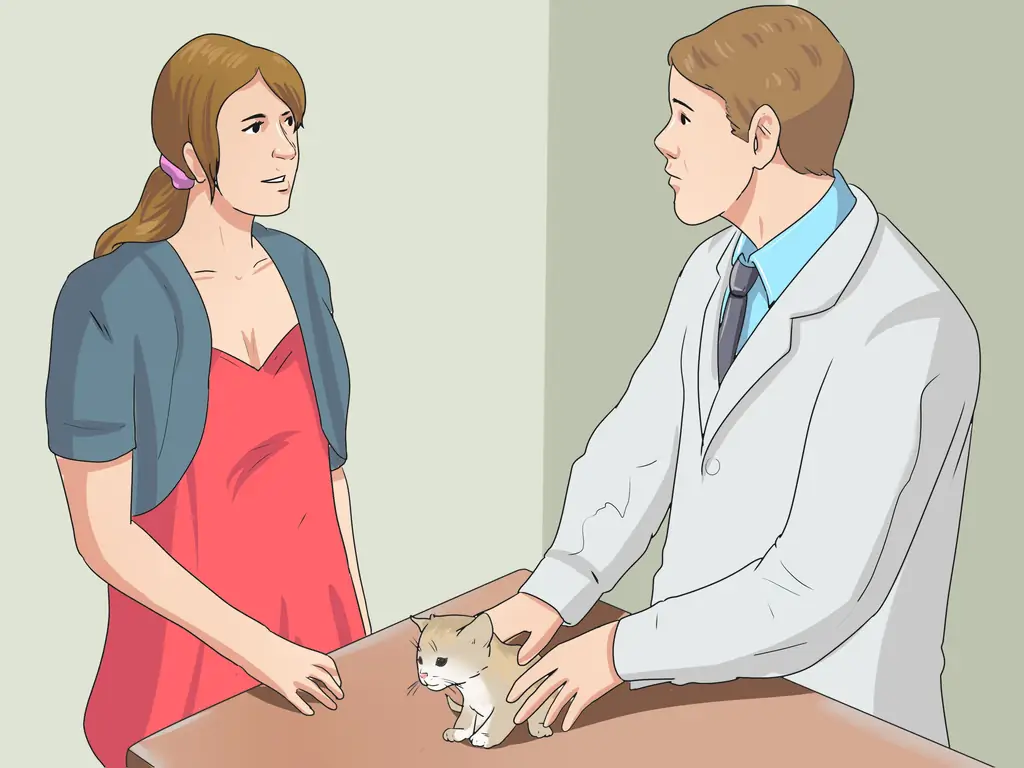 Как ухаживать за котятами-сиротами в возрасте до трех недель