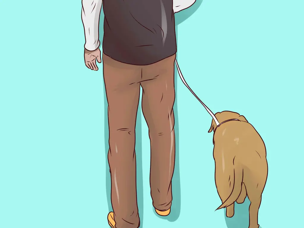 Как надеть ошейник на собаку: 6 шагов (с иллюстрациями)