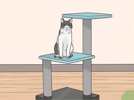 Развлекайте котенка Шаг 1