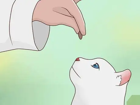 Развлекайте котенка Шаг 11