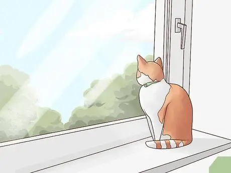 Развлекайте котенка Шаг 2