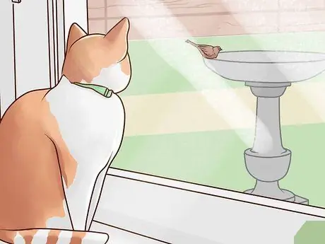 Развлекайте котенка Шаг 3