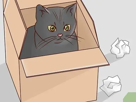 Развлекайте котенка Шаг 4