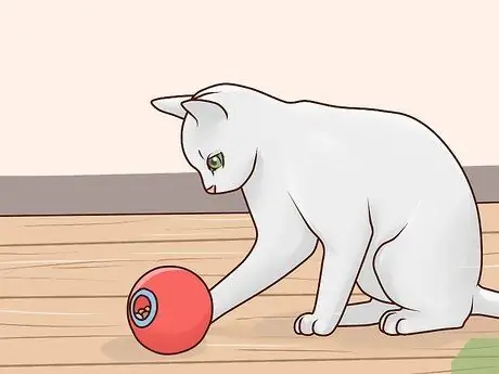 Развлекайте котенка Шаг 5