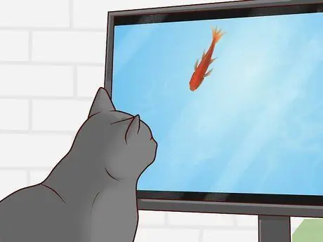 Развлекайте котенка Шаг 6