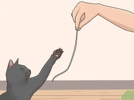 Развлекайте котенка Шаг 7