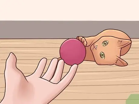 Развлекайте котенка Шаг 8