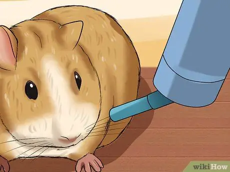 Безопасно перевозите морских свинок в машине Шаг 5