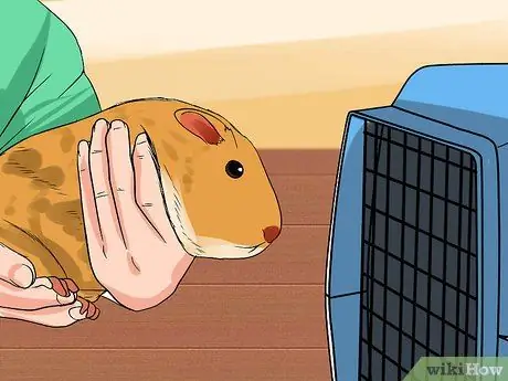 Безопасно перевозите морских свинок в машине Шаг 7