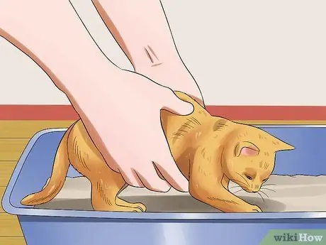 Уход за котятами с рождения Шаг 5