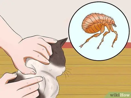 Уход за котятами с рождения Шаг 8