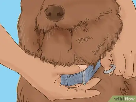 Путешествие с домашними животными на машине Шаг 5