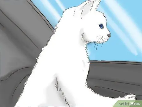 Путешествие с домашними животными на машине Шаг 8