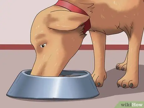 Заставьте собаку проглотить таблетку Шаг 6