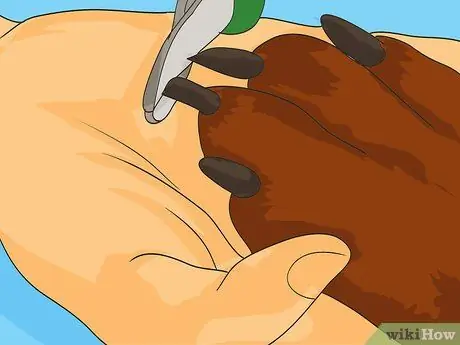 Путешествуйте в отпуск с домашним животным Шаг 12