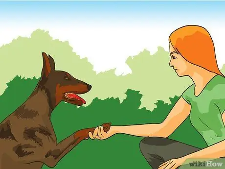 Путешествуйте в отпуск с домашним животным Шаг 14