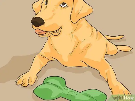 Путешествуйте в отпуск с домашним животным Шаг 16