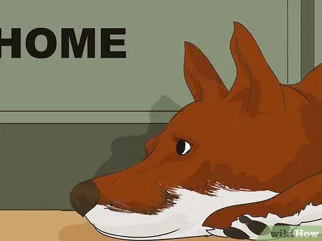 Путешествуйте в отпуск с домашним животным Шаг 20