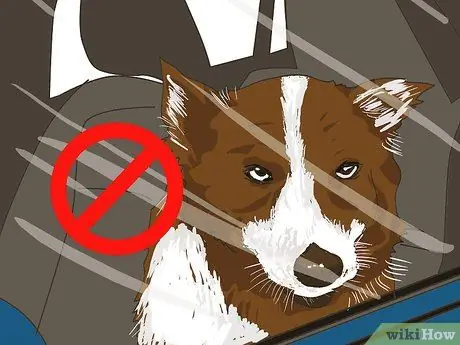 Путешествуйте в отпуск вместе с домашним животным Шаг 5