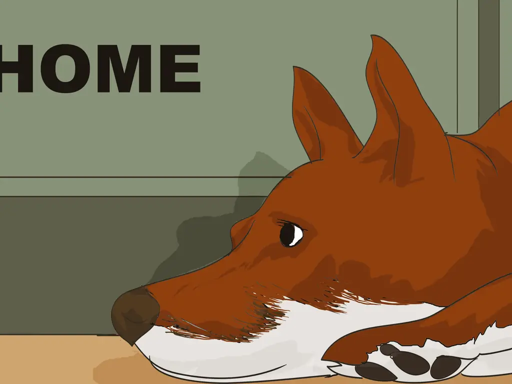 4 способа организовать отпуск с домашним животным