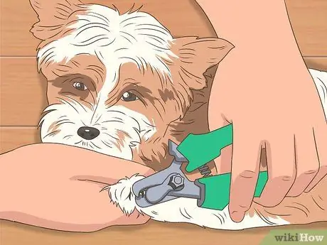 Летайте с домашними животными Шаг 14