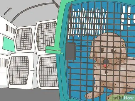 Летайте с домашними животными Шаг 5