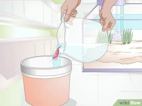 Акклиматизация рыбы Шаг 10