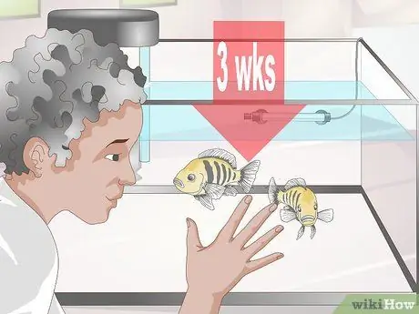 Акклиматизация рыбы Шаг 18