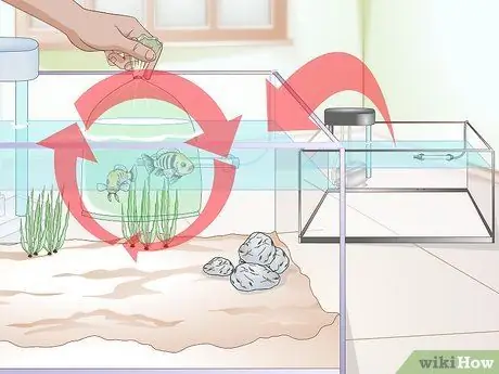 Акклиматизация рыбы Шаг 19